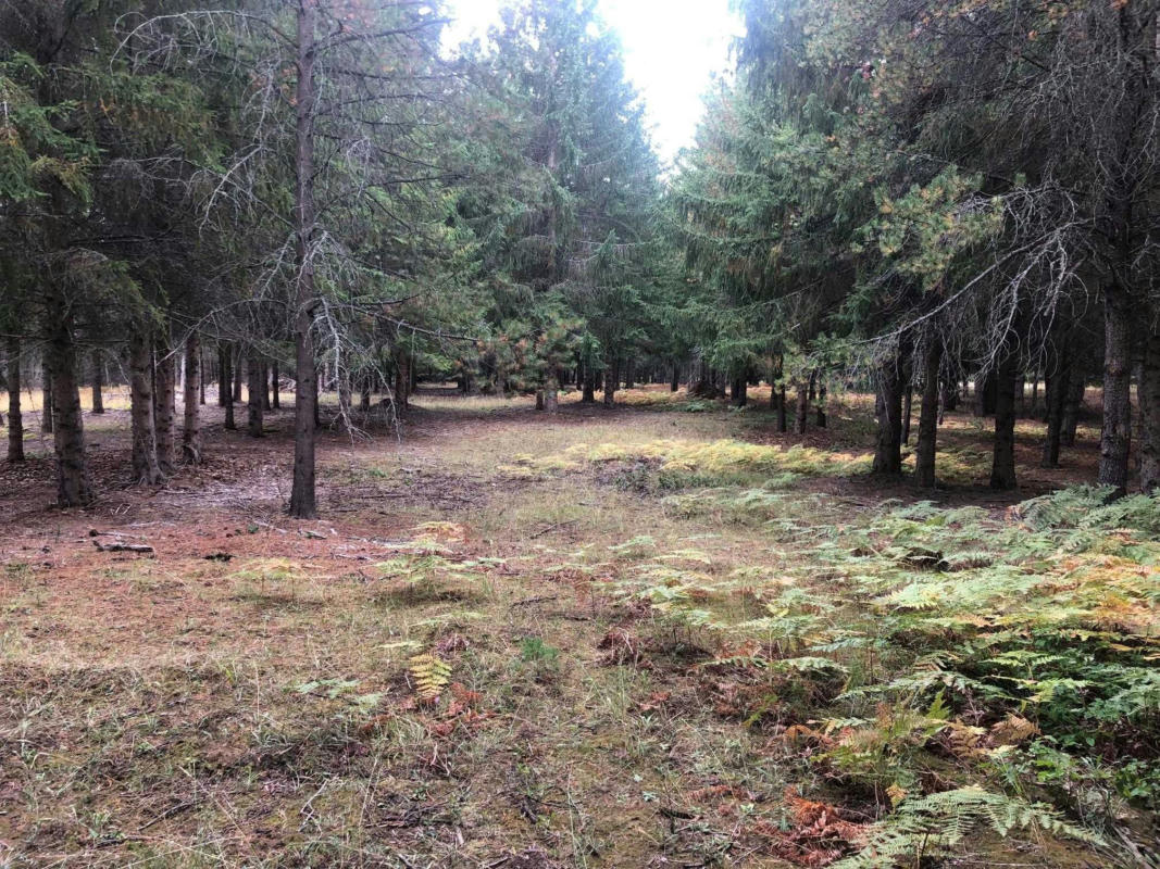 NNA COUGAR RD ( 5 ACRES ), NAPLES, ID 83847, photo 1 of 15